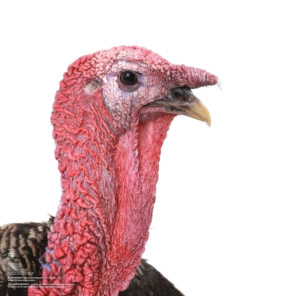 EZ Aim Turkey Patterning Target, White, 6 Pack - Turkey Hunting Pattern Targets - 15322