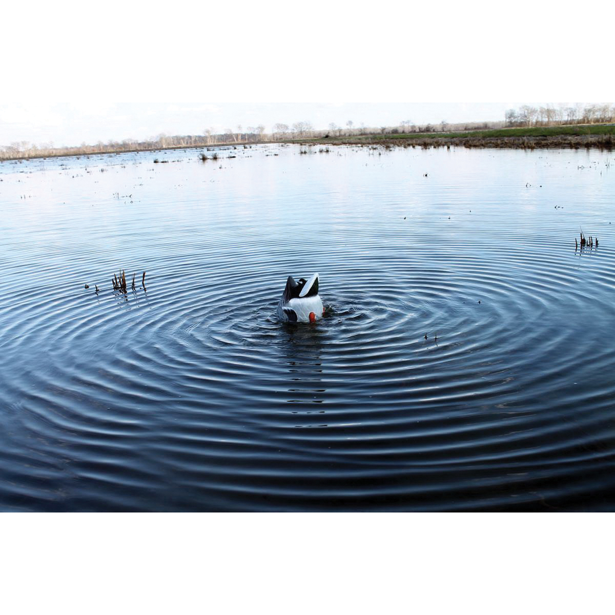 Mojo Outdoors Butt Up Rippler Decoy - HW2459 - Mojo Outdoors
