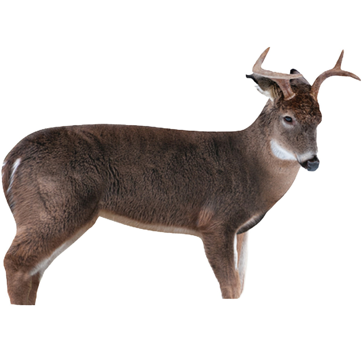Montana Decoy The Freshman Deer Buck Decoy - Montana Decoy